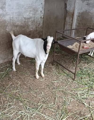 tedda breedar 8 dant full active