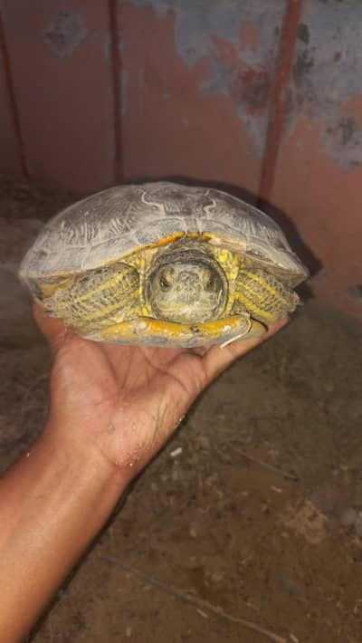 Red Eared Slider Turtle 2 years old