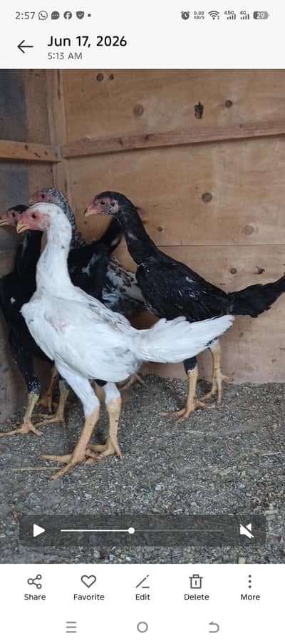 Pure OH ShamoFor Sale