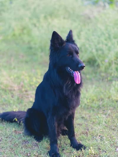 Pidegree German shepherd male