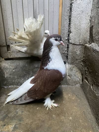 Fantail, red tail, sherazi