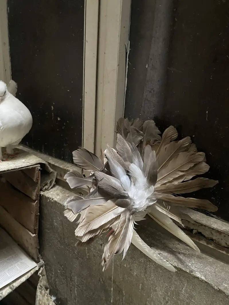 Fantail, red tail, sherazi — photo 8