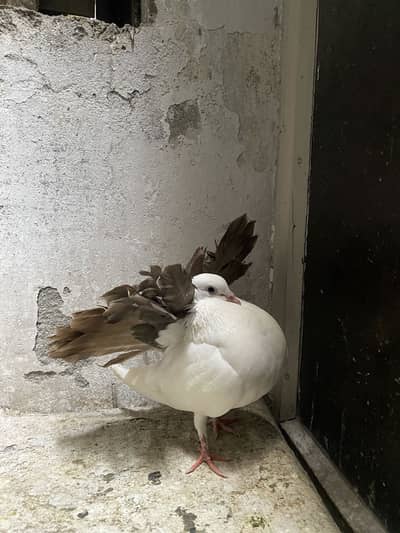 Sherazi + redtail fantail