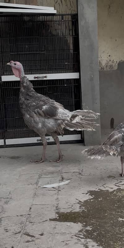 2 Males turkey Available . . 03103300088
