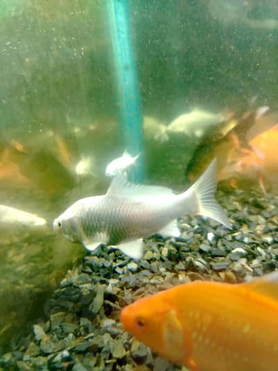 diamond Koi and goldfish