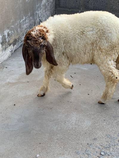 dombe urgent sale