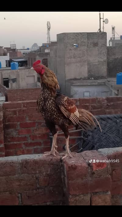 aseel murga miawali