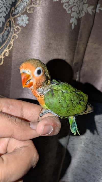 handtame lovebird chick