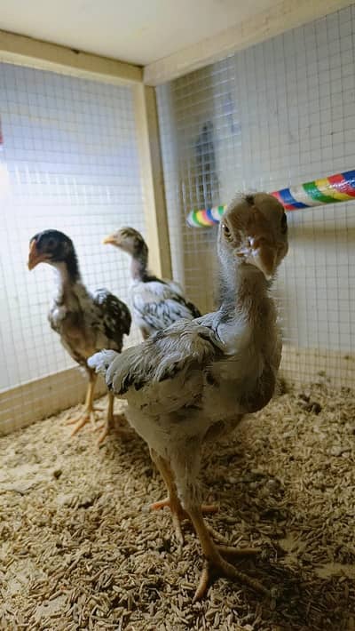 Aseel Chicks | White Buff Chicks | Misri Hen | Chicks | Aseel | Fancy