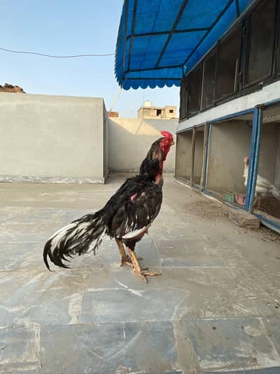 Aseel Heera pair | old blood line mianwali pair | Heera cross  chicks