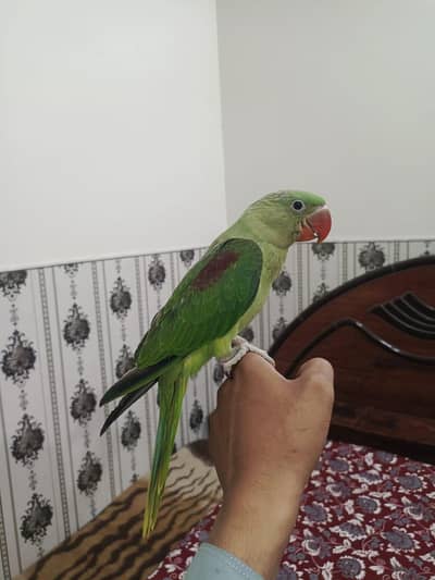 Raw hand tame self zero bite friendly patha chick