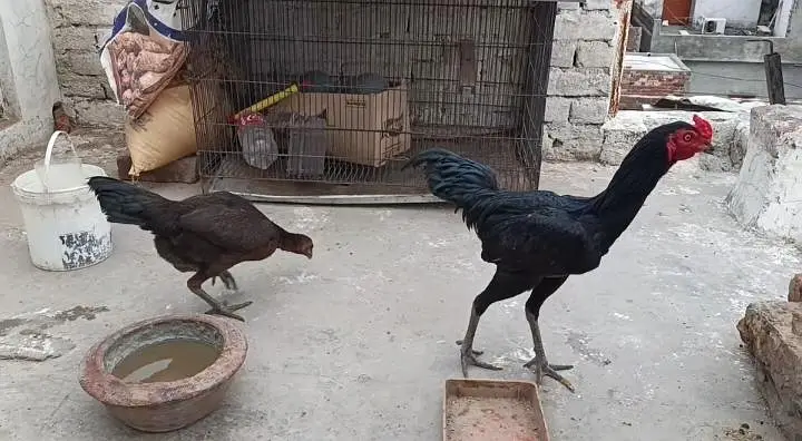 Burmi Pair and Vietnamese Female