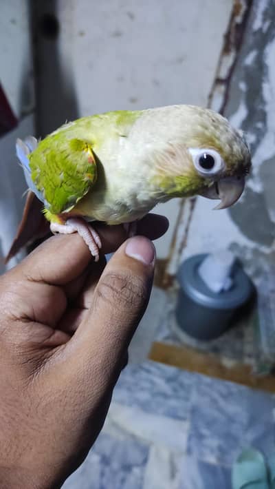 pineapple conure female handtame