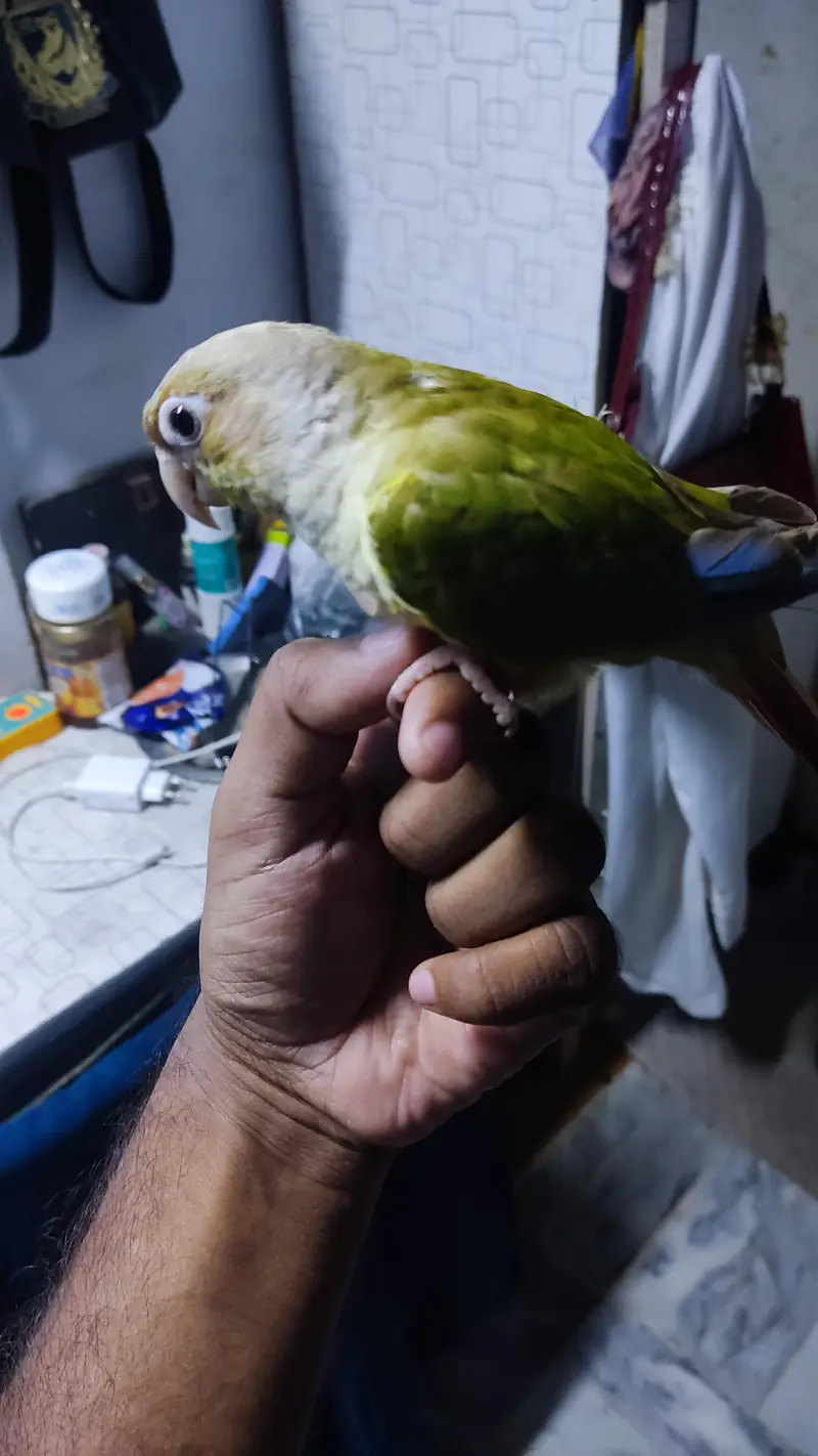 pineapple conure female handtame — photo 2