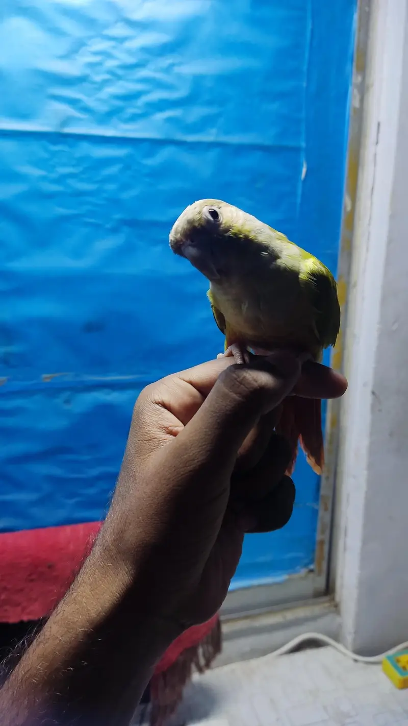 pineapple conure female handtame — photo 3