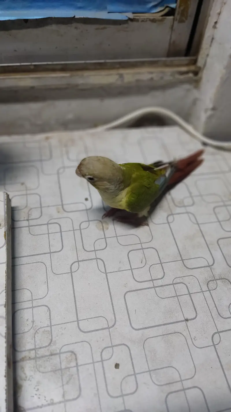 pineapple conure female handtame — photo 4