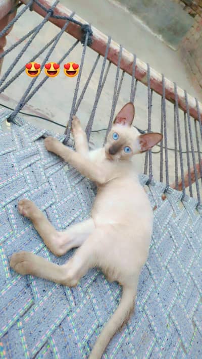 adoption k liye cats hain couple