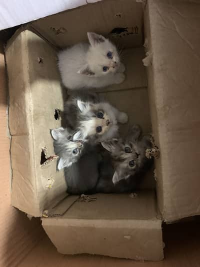 Cats for sale