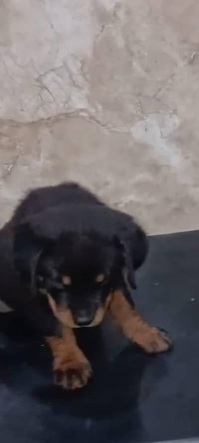 Rottweiler female pup pick of the litter