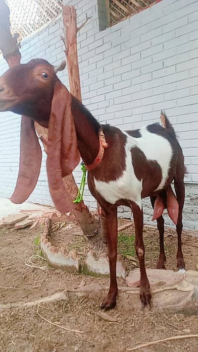 4 Danth Bakri Punjab nasal