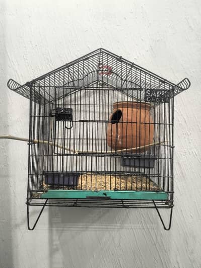 LOVE BIRDS FOR SALE WITH CAGE