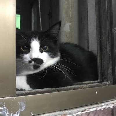 Adoption cats