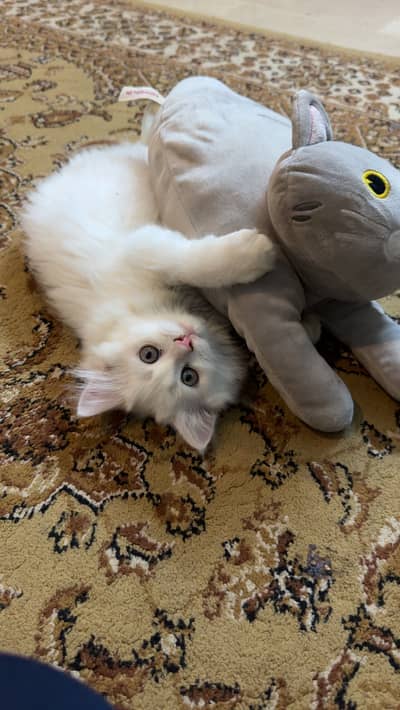 Pure Persian male kitten