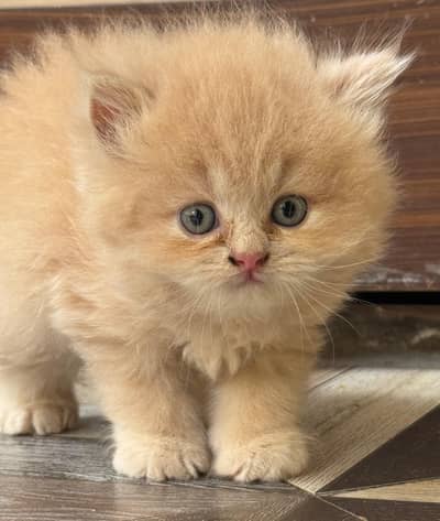 Beautiful doll face kittens
