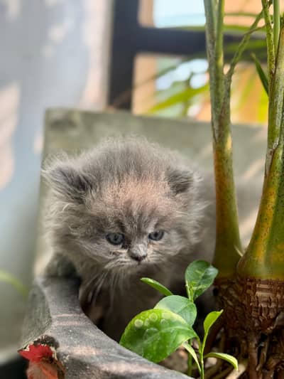 Beautiful doll face kittens