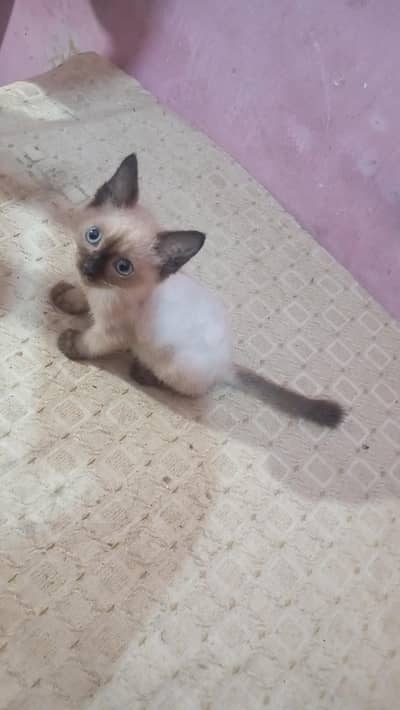 Kittan