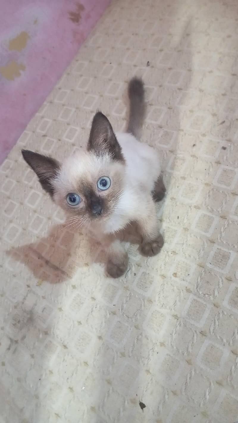 Kittan 1