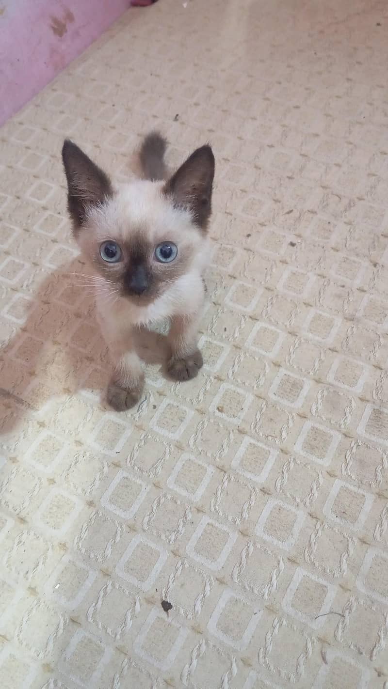 Kittan 2