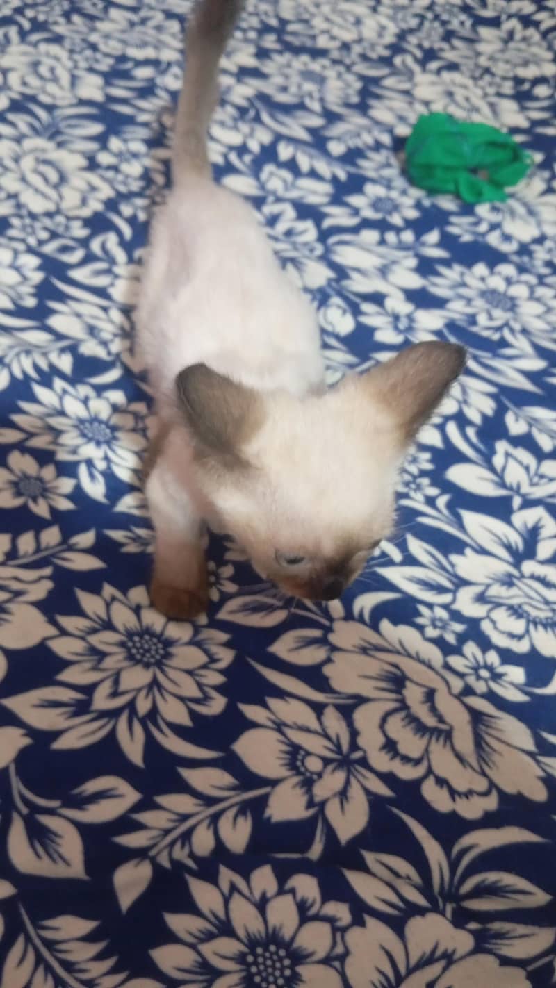 Kittan 3