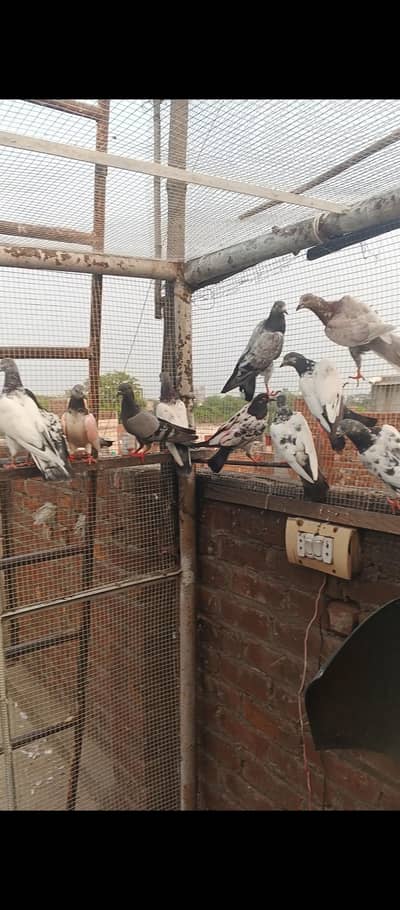 Parvazi Kabootar Hay jis Bhai na lenay hay contact karay