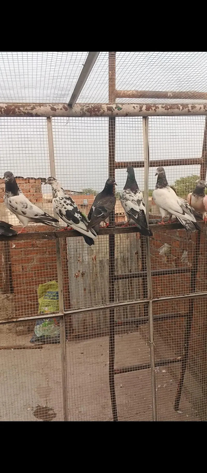 Parvazi Kabootar Hay jis Bhai na lenay hay contact karay — photo 2