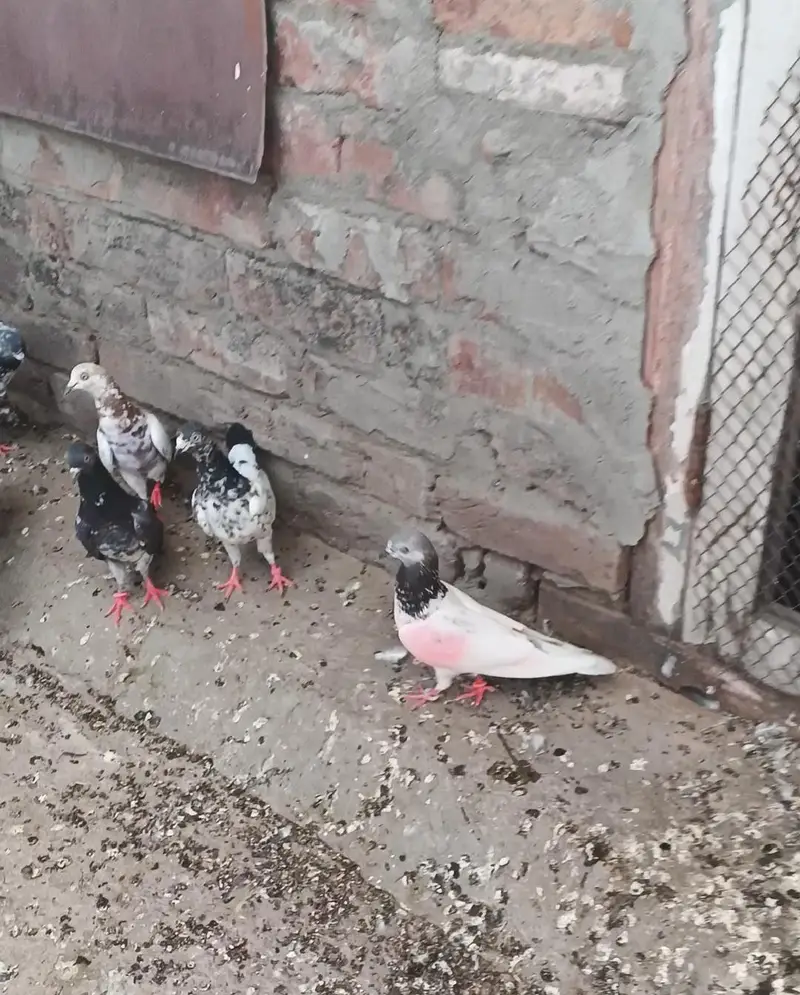Parvazi Kabootar Hay jis Bhai na lenay hay contact karay — photo 3
