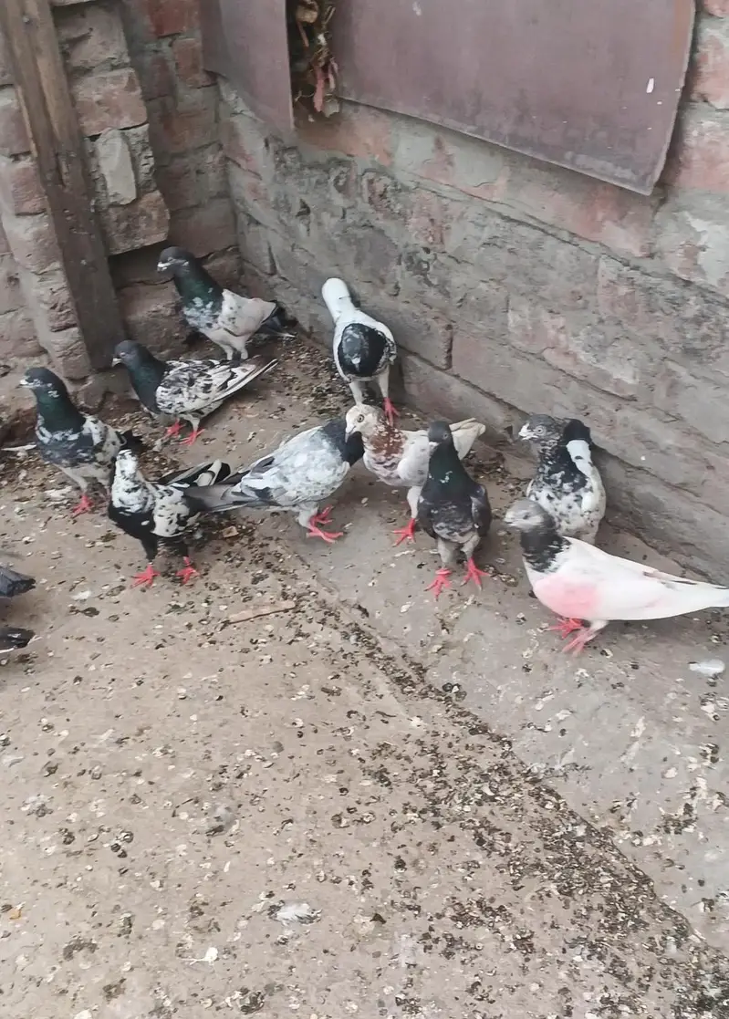 Parvazi Kabootar Hay jis Bhai na lenay hay contact karay — photo 4
