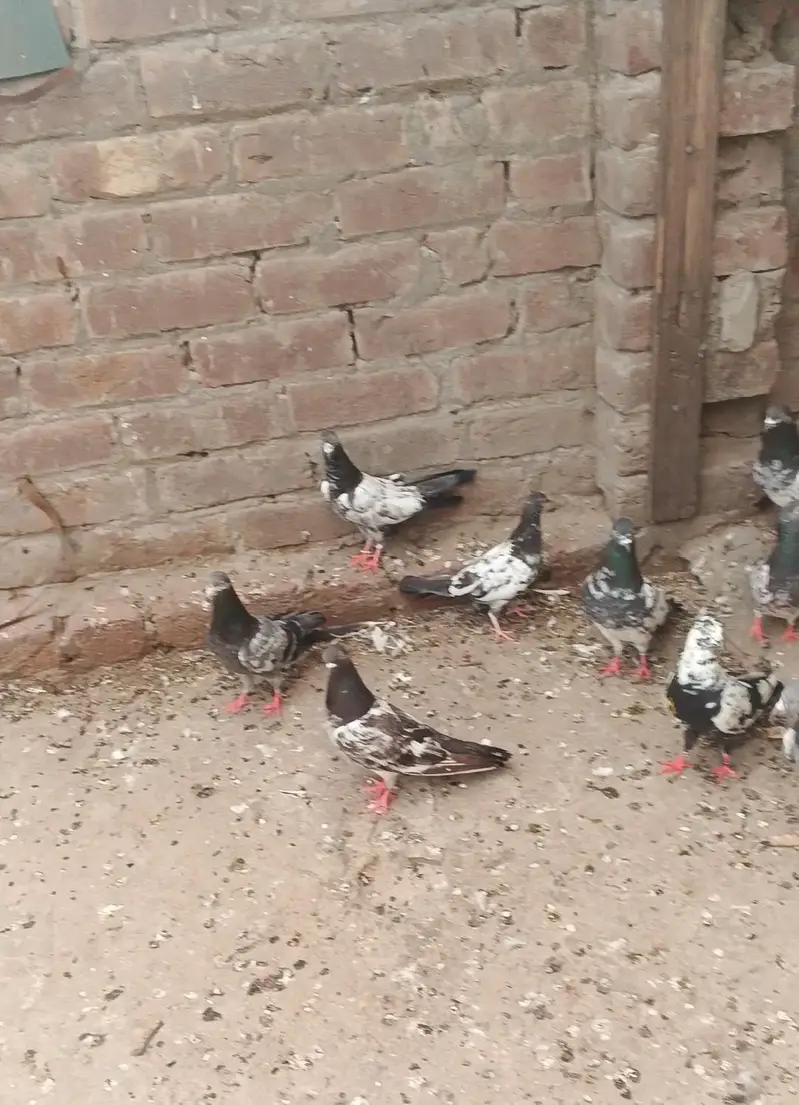 Parvazi Kabootar Hay jis Bhai na lenay hay contact karay — photo 5