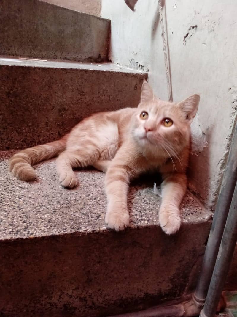 Cat  0