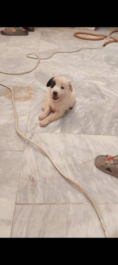 Russian puppy triple coat