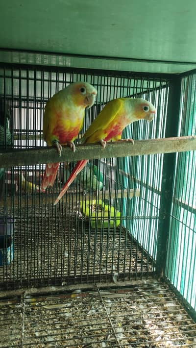 Suncheek and Blue Turquoise conure breeder and adult pair for sale