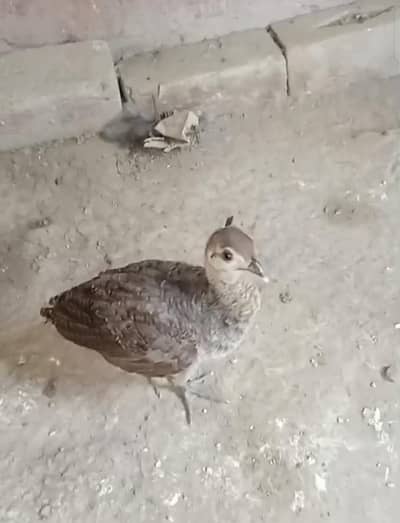 chicks blue shoulder