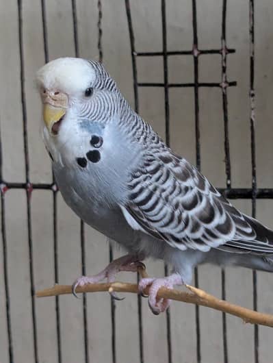 Australian Budgies with Flower Head | Rare Budgies | White and Blue