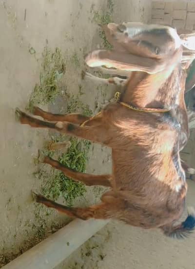 Beautiful male Goat final 70000