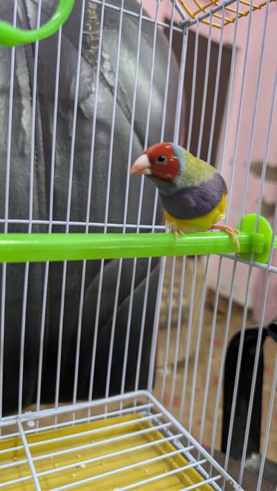 gouldian finch green back male with cage
