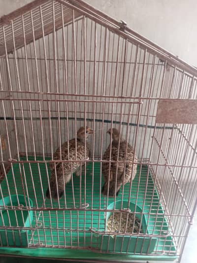 bird pair 7000