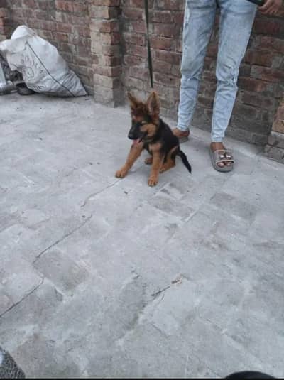 German shepherd puppy dog