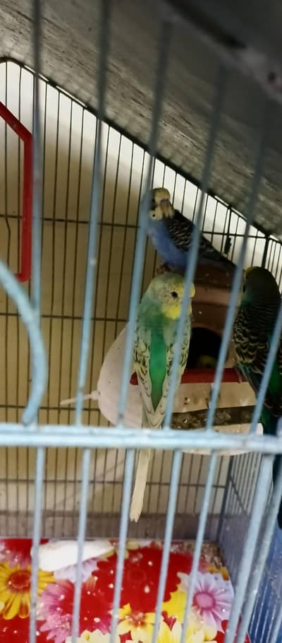 5 Budgie Adult 3 Adult Male 2 Female With Cage