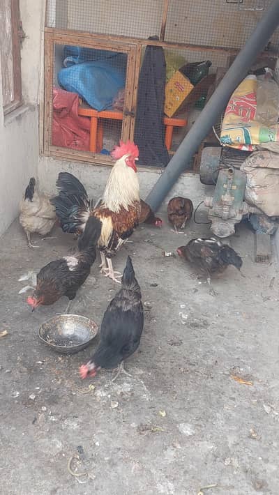 desi eggs laying hens and breeder cock for sale