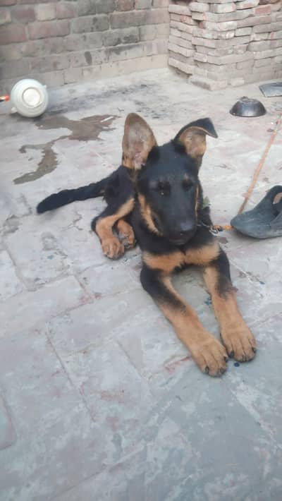German shepherd mail dog